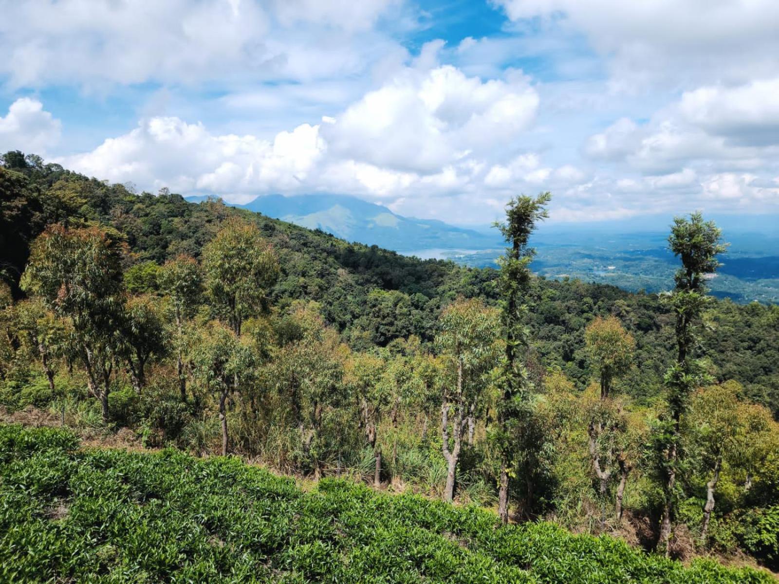 Vythiri Tea Valley I Best Hotel In Wayanad L Hotels In Vythiri Wayanad エクステリア 写真